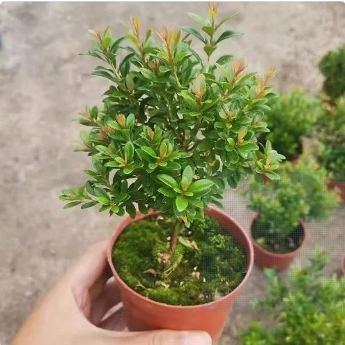 小叶赤楠盆栽原土原盆发货【整体高度约15cm冠幅约10cm】