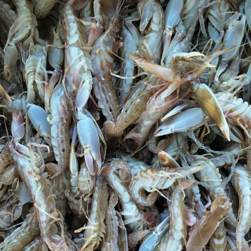 渤海湾野生海捕鲜活狗虾（嘎巴虾）鲜甜口【顺丰冷链发货】