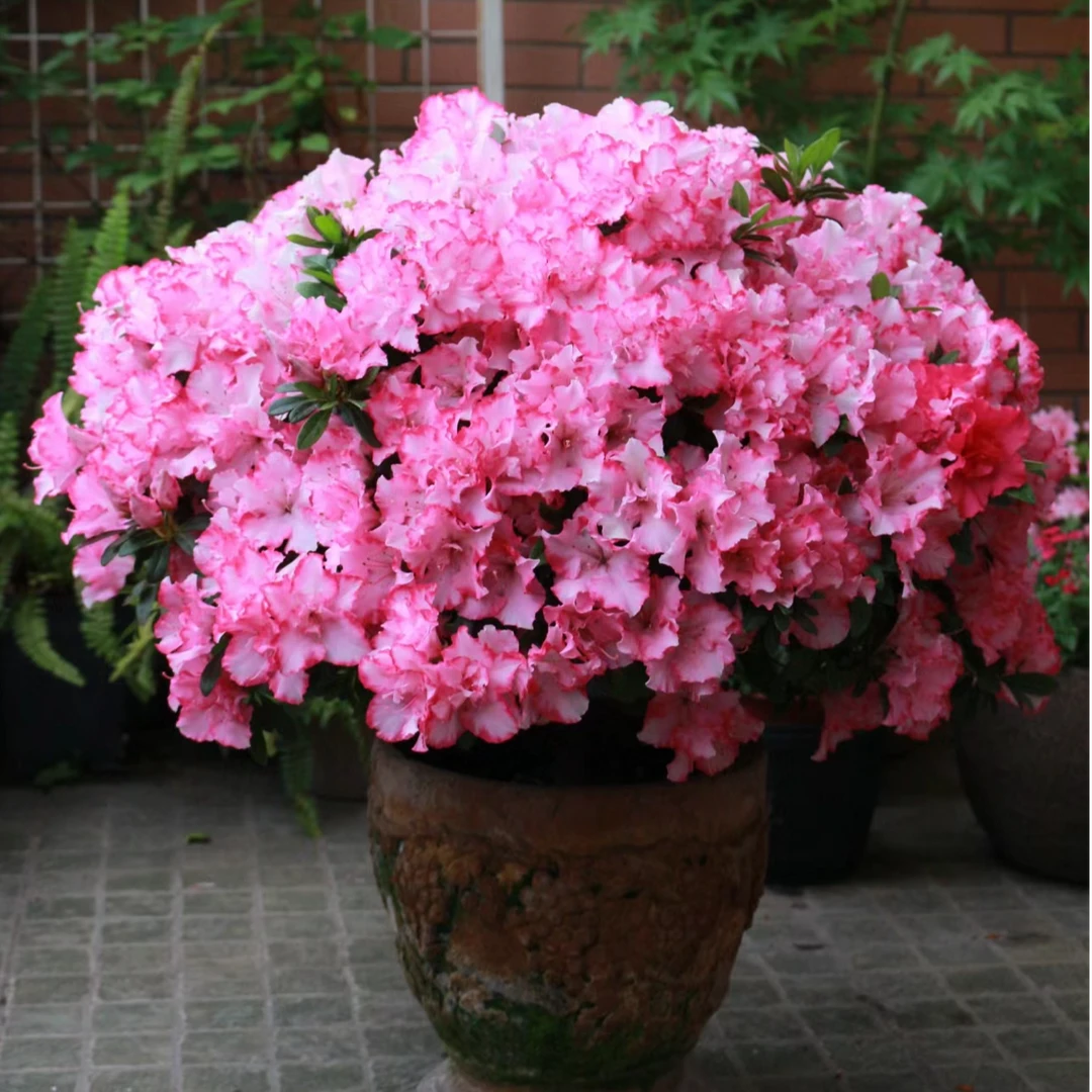 (西玛杜鹃)35-40公分左右花高档室内四季开花盆栽花卉花花盆