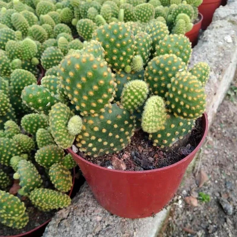 黄毛掌仙人球仙人掌仙人球大全新款多肉组合招财手