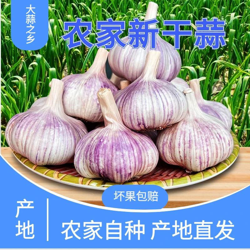 【农家新干蒜】5斤手挑大蒜头金乡紫白皮大蒜产地直发1斤3斤9斤