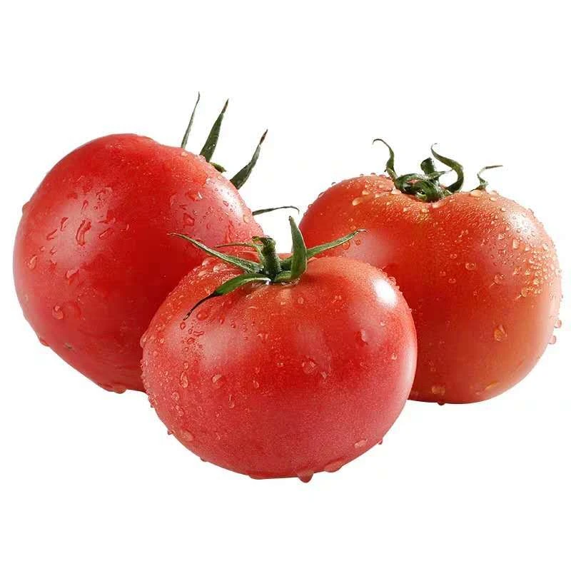 御丰绿色蔬菜西红柿