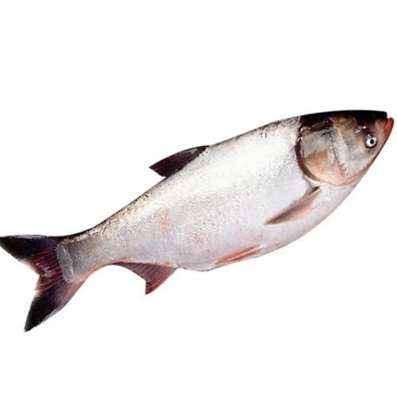 白鲢 鲜鱼  约1.6kg