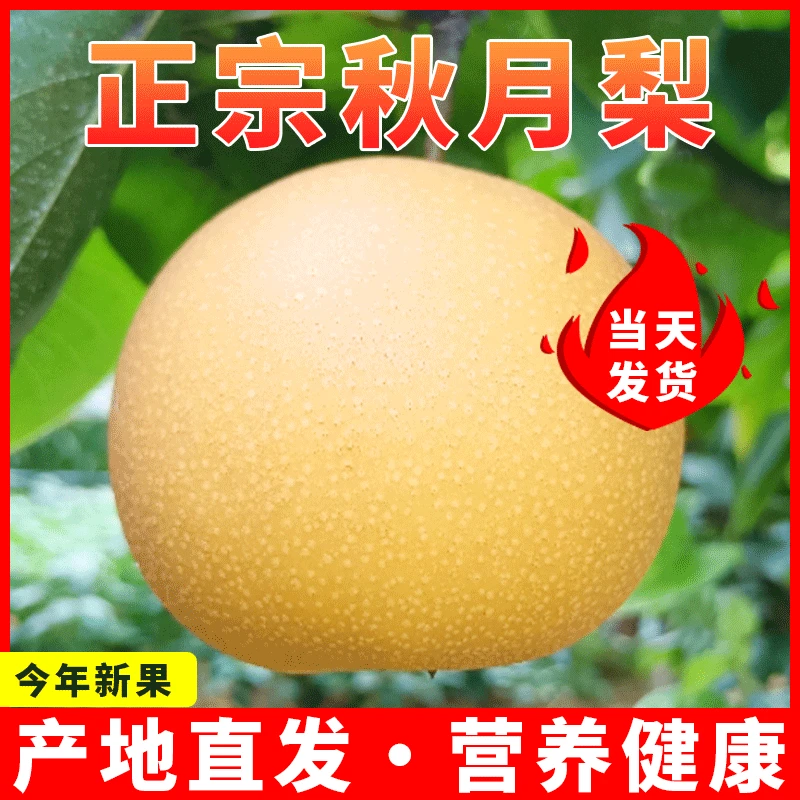 【现摘现发】正宗山东秋月梨5斤新鲜水果冰糖梨子