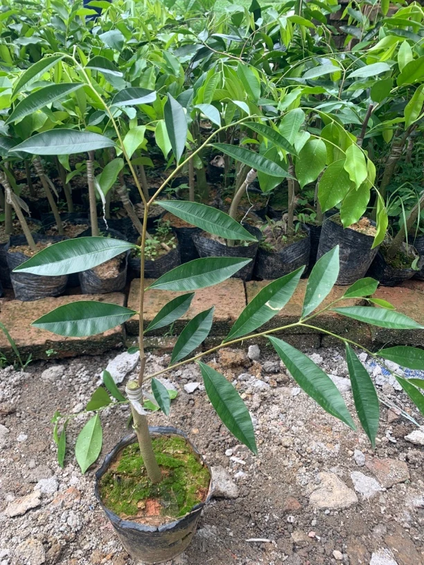{春节不打烊}【小叶白奇】名贵品种正宗奇楠沉香树苗茂名电白发货