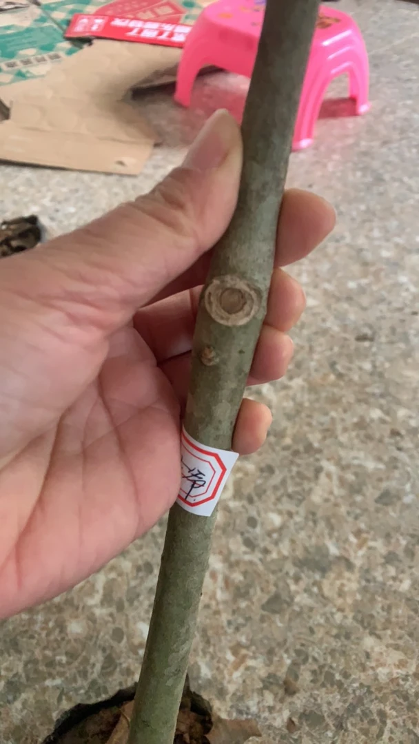 原生小母树，茂名电白发货