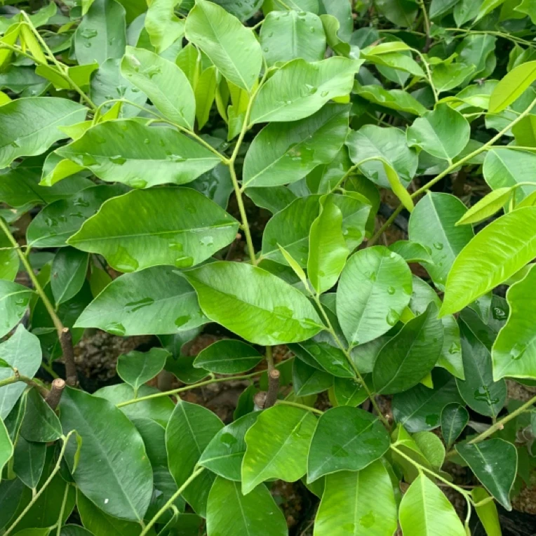{春节不打烊}（香农推荐糖结品种）电白奇楠沉香树苗发货带土