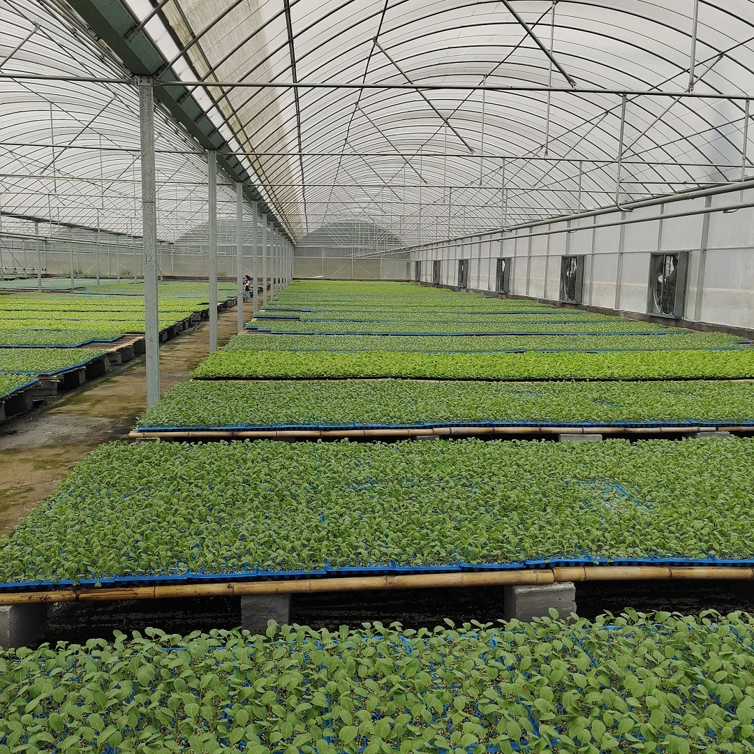 番茄苗黑番茄苗黄圣女西红柿家庭阳台盆栽优质小番茄蔬菜秧苗