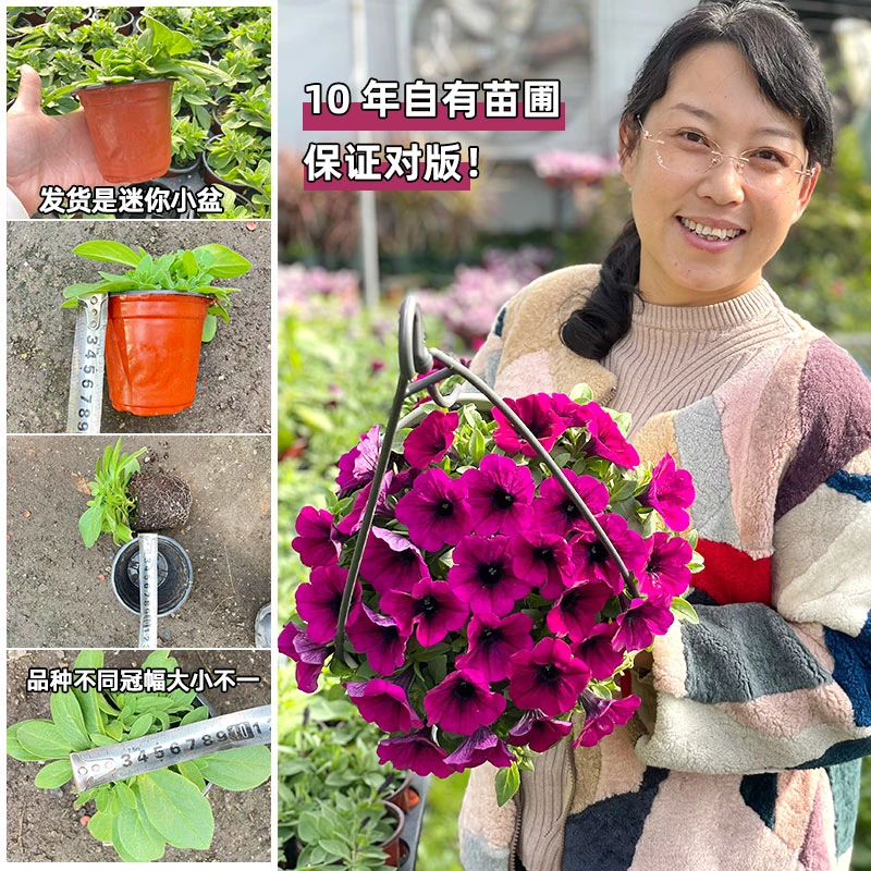 （满4盆包邮）矮牵牛迷你小盆单瓣品种不同冠幅不一