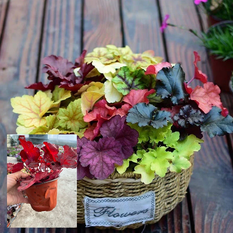 9cm矾根盆栽 随机6个不同品种特惠组合