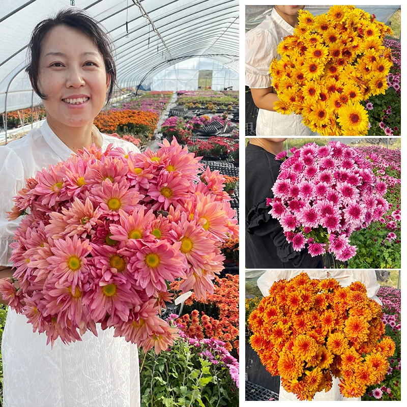 美人菊 网红品种荷兰菊 红心女王梦幻粉水晶 特惠组合