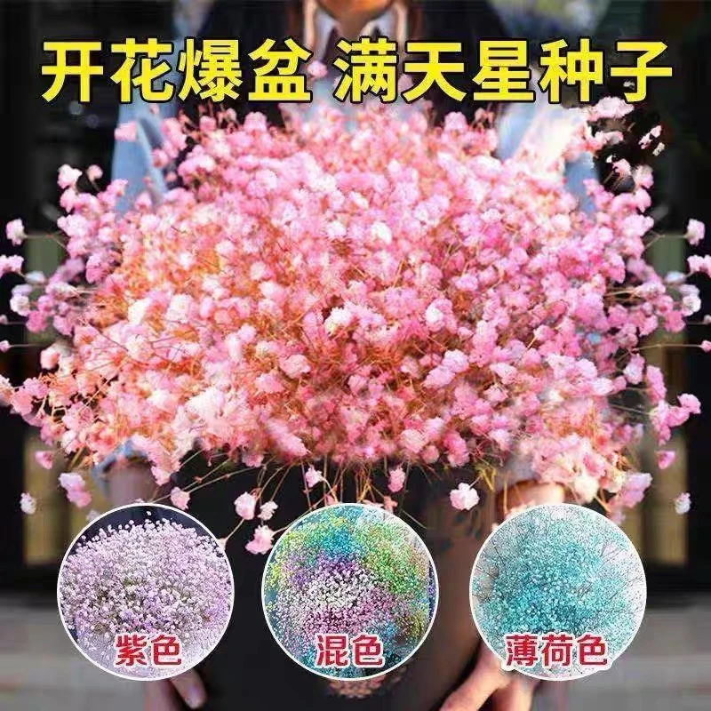 【满天星种子花卉四季种易活】开花不断室内花种子籽植物花草花籽