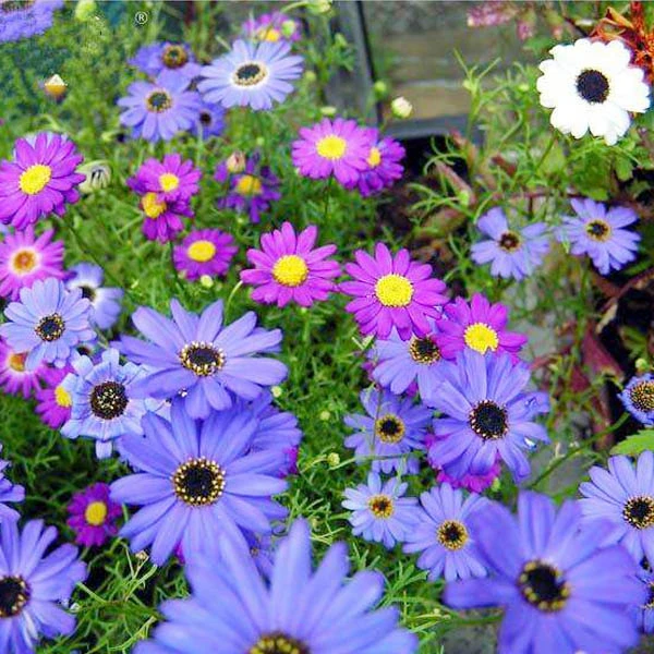 【花种子五色菊】四季易种阳台花坛盆栽花卉露天花海花种籽子混色