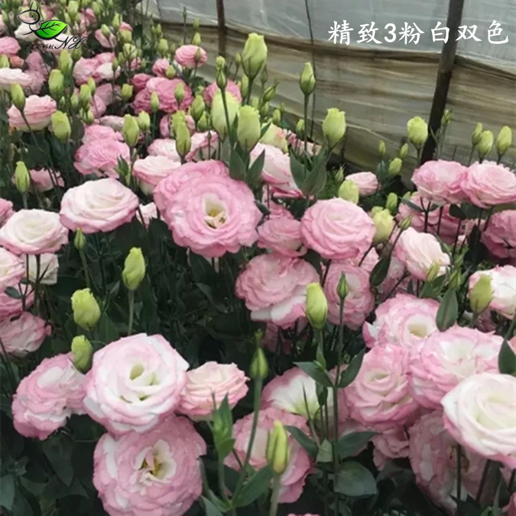 【洋桔梗花种子易活花草开花不断】阳台室外花种籽子花卉盆栽四季易