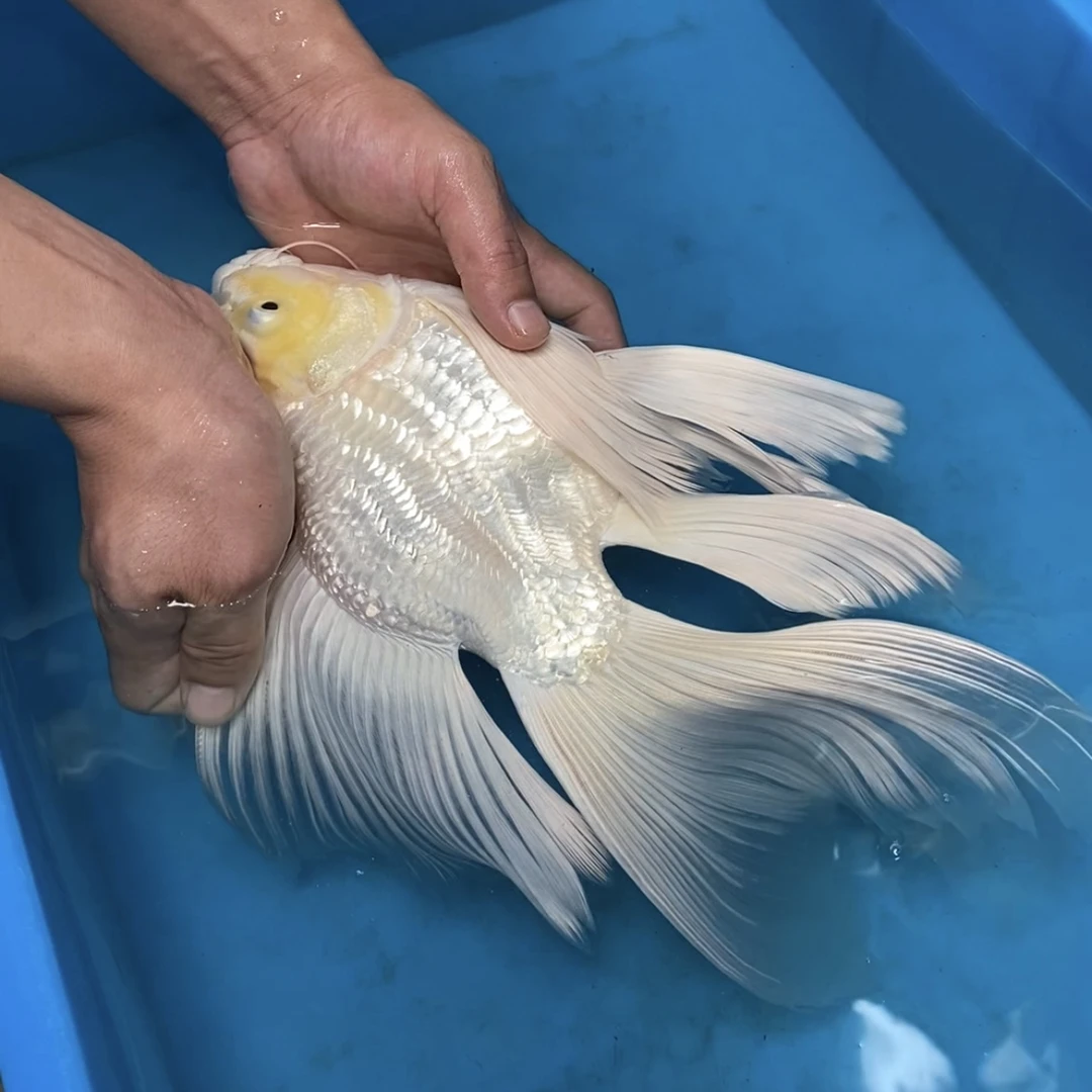 主播改价-特价微瑕福利白色蝴蝶鲤球体短身普身普短蝴蝶鲤石膏白