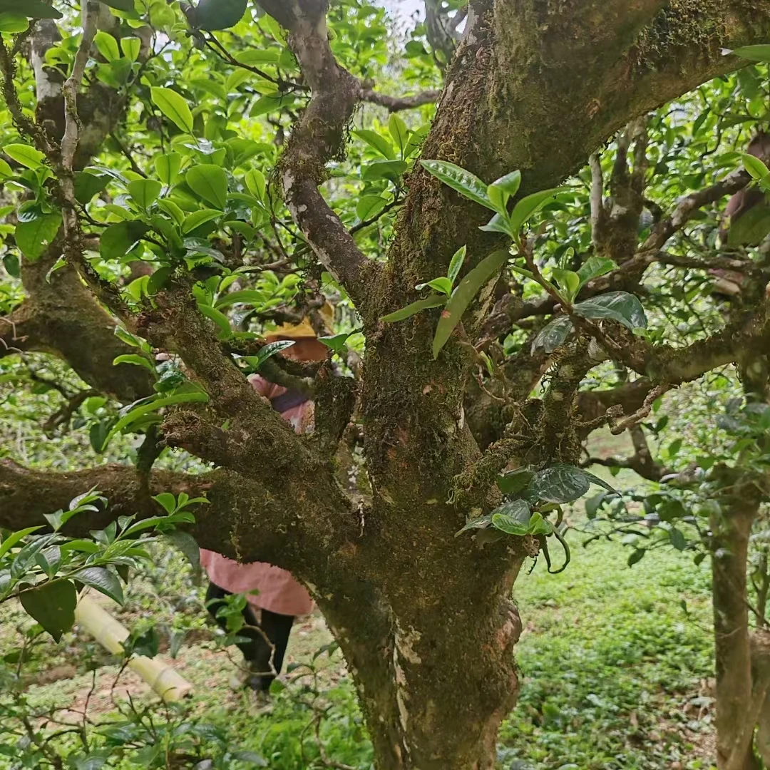 古树单株（2025年400多年古树春茶）散料