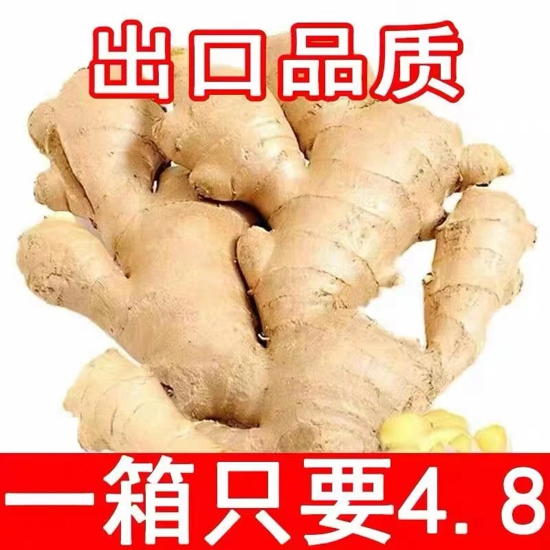 【大甩卖】山东老姜无土大黄姜生姜香辣浓郁小黄姜调味农家新鲜现