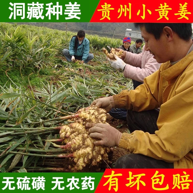 2023现挖新鲜小黄姜泡醋嫩姜正宗农家深山地自种生姜3斤 贵州特产