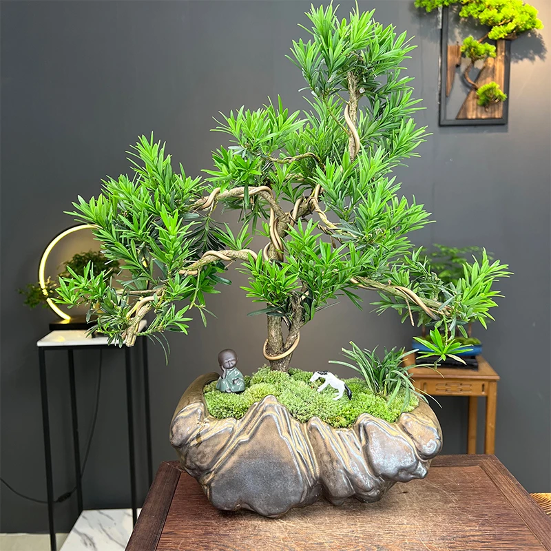 浪漫七夕礼老桩迎客罗汉松庭院耐寒绿植桌面好养植物玄关入户盆景