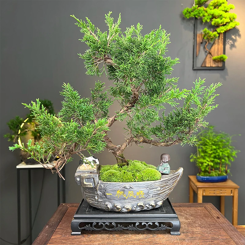 迎客松济州真柏盆景室内植物盆栽松柏高档桌面阳台摆件四季常青