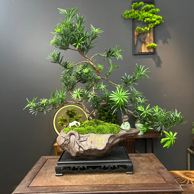罗汉松老桩迎客松造型四季常青室内玄关好养绿植名树桌面盆景