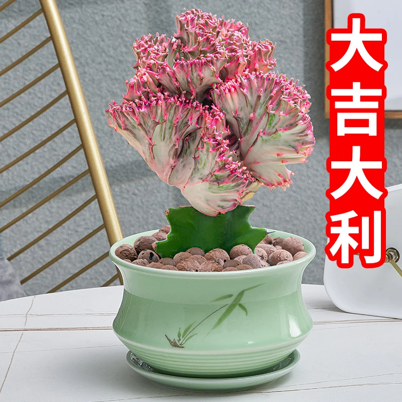 彩麒麟盆栽室内植物花卉客厅玄关净化空气耐旱好养仙人掌