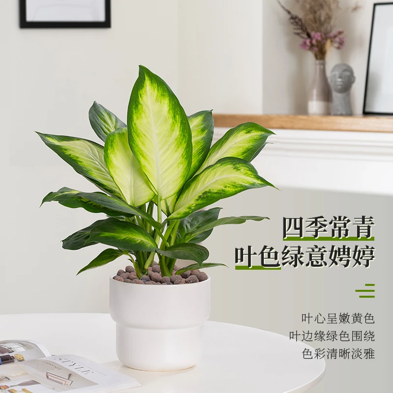 玛丽安盆栽网红办公室内客厅万年青植物易活常青绿植花卉