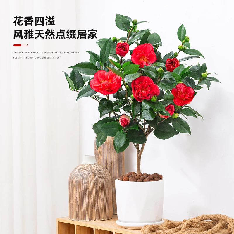 茶花盆栽树苗阳台客厅四季常青好养绿植大颗老桩造型冬季开花卉