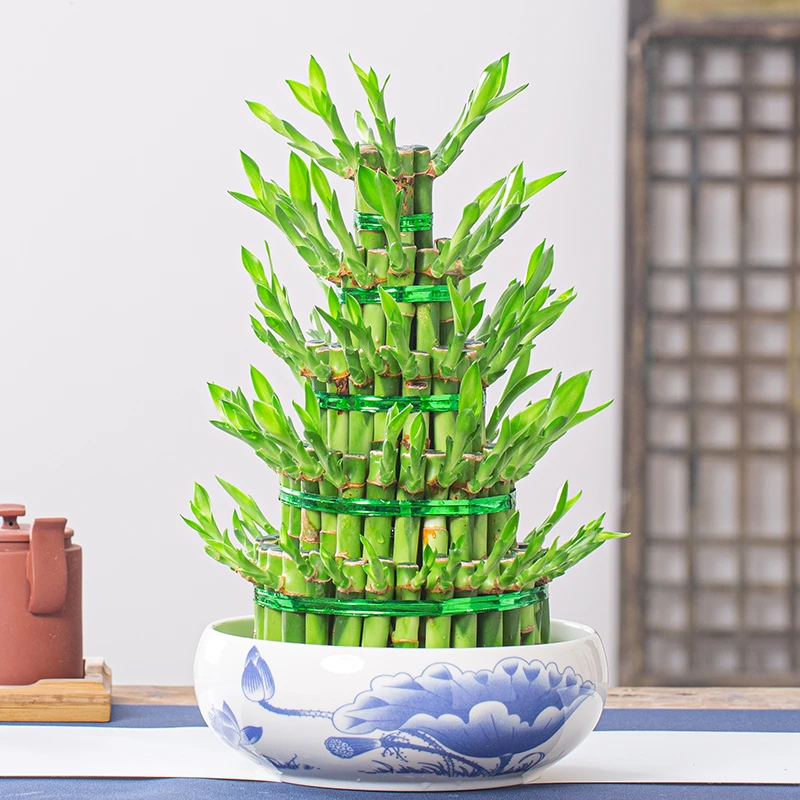 富贵竹节节高盆栽植物水养室内客厅招财四季常青水培花卉净化空气