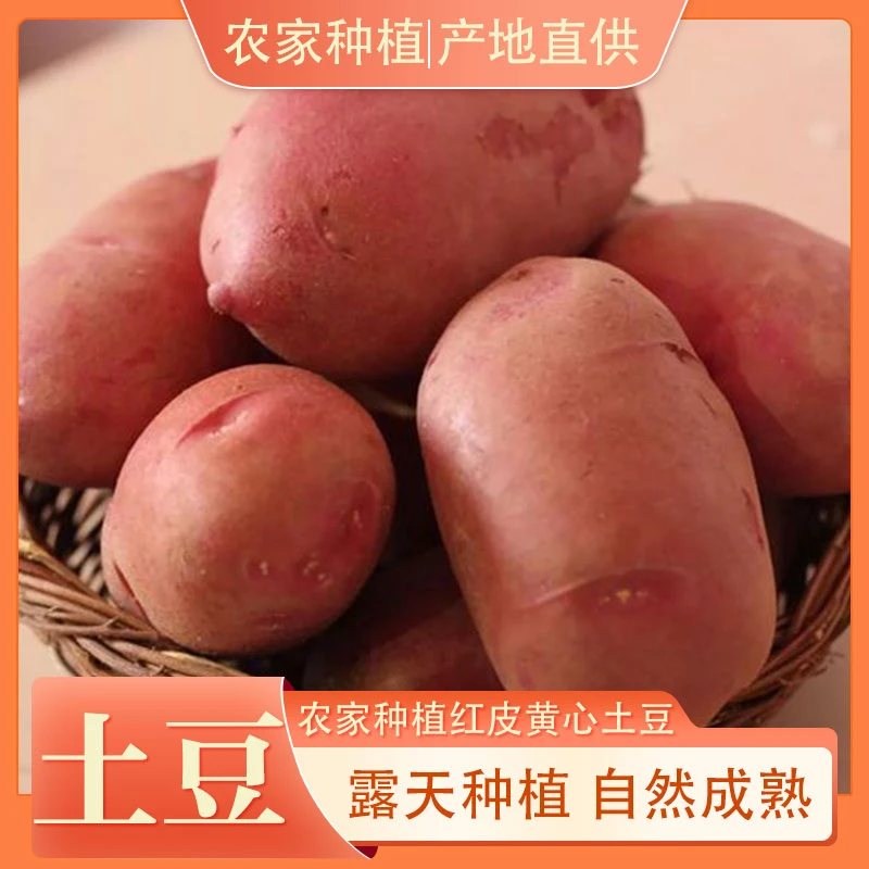 高山高原红土豆5斤/带箱10斤装现发