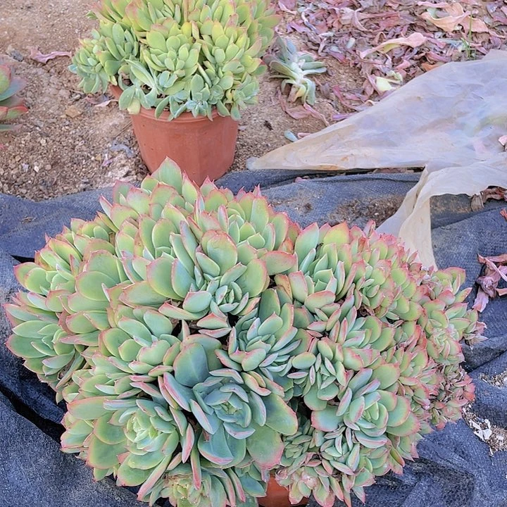 ?***?绮罗缀化5多肉植物