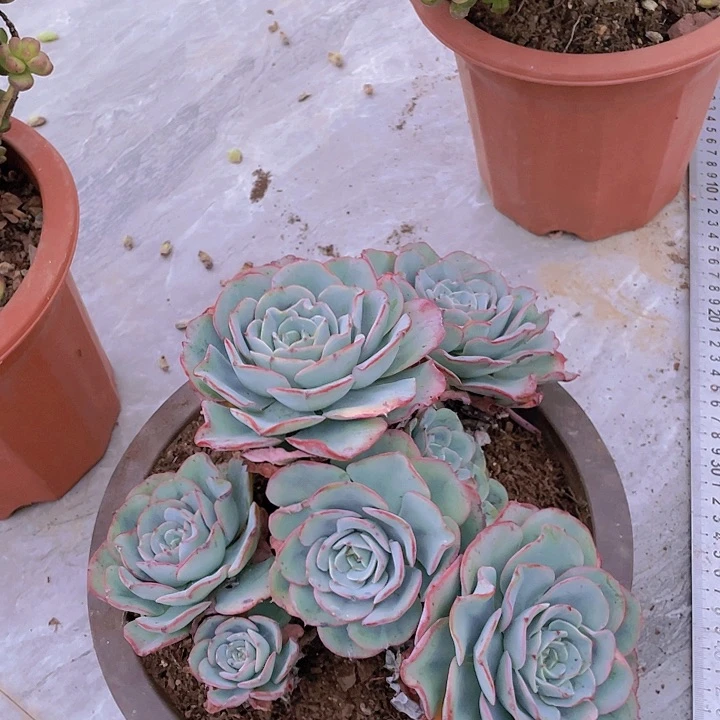 ?**?黄桃10多肉植物