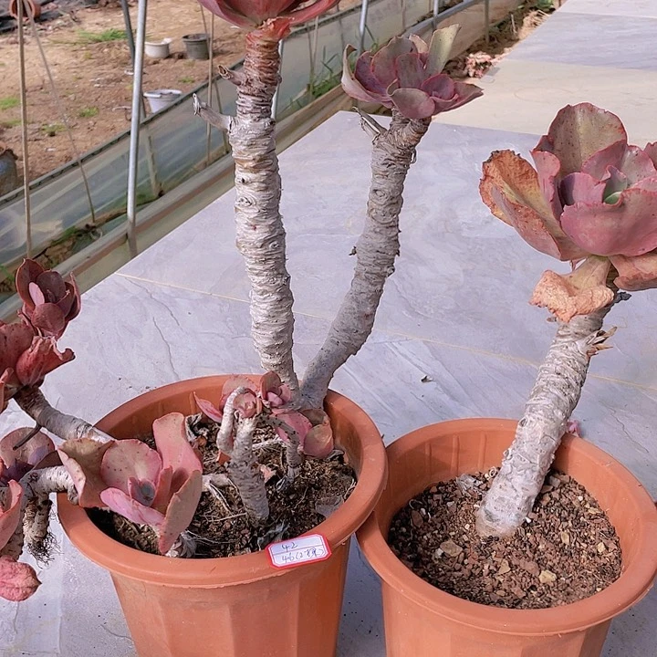 秀妍42号2棵多肉植物