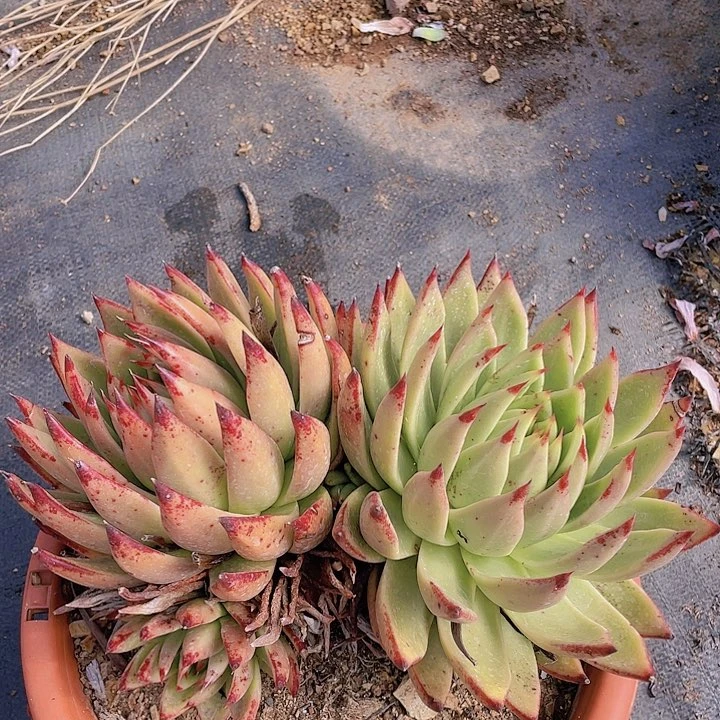 麻**啵乌木17多肉植物一物一拍