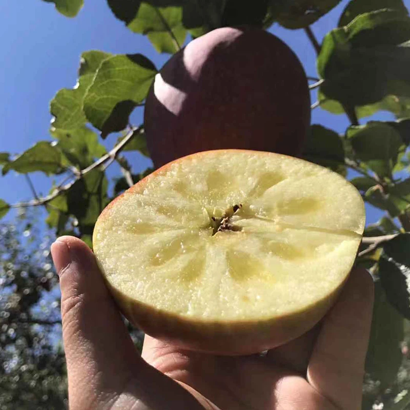 【小雷专属】正宗云南昭通丑苹果 4.5斤 现摘现发 坏果包赔