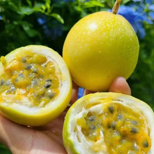 【黄刚专属】饮蜜百香果1/2斤装纯甜无酸新鲜当季百香果