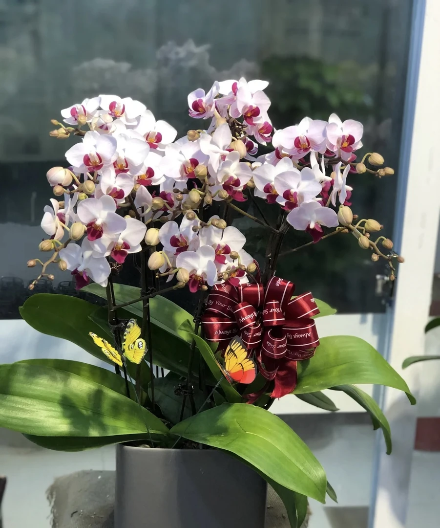 花期超长简单好养【貂蝉】蝴蝶兰精品带花室内盆栽