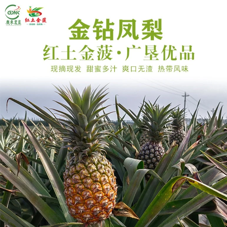 广东农垦 金钻凤梨 红星农场红土金菠 台农17号 现摘大凤梨14斤装