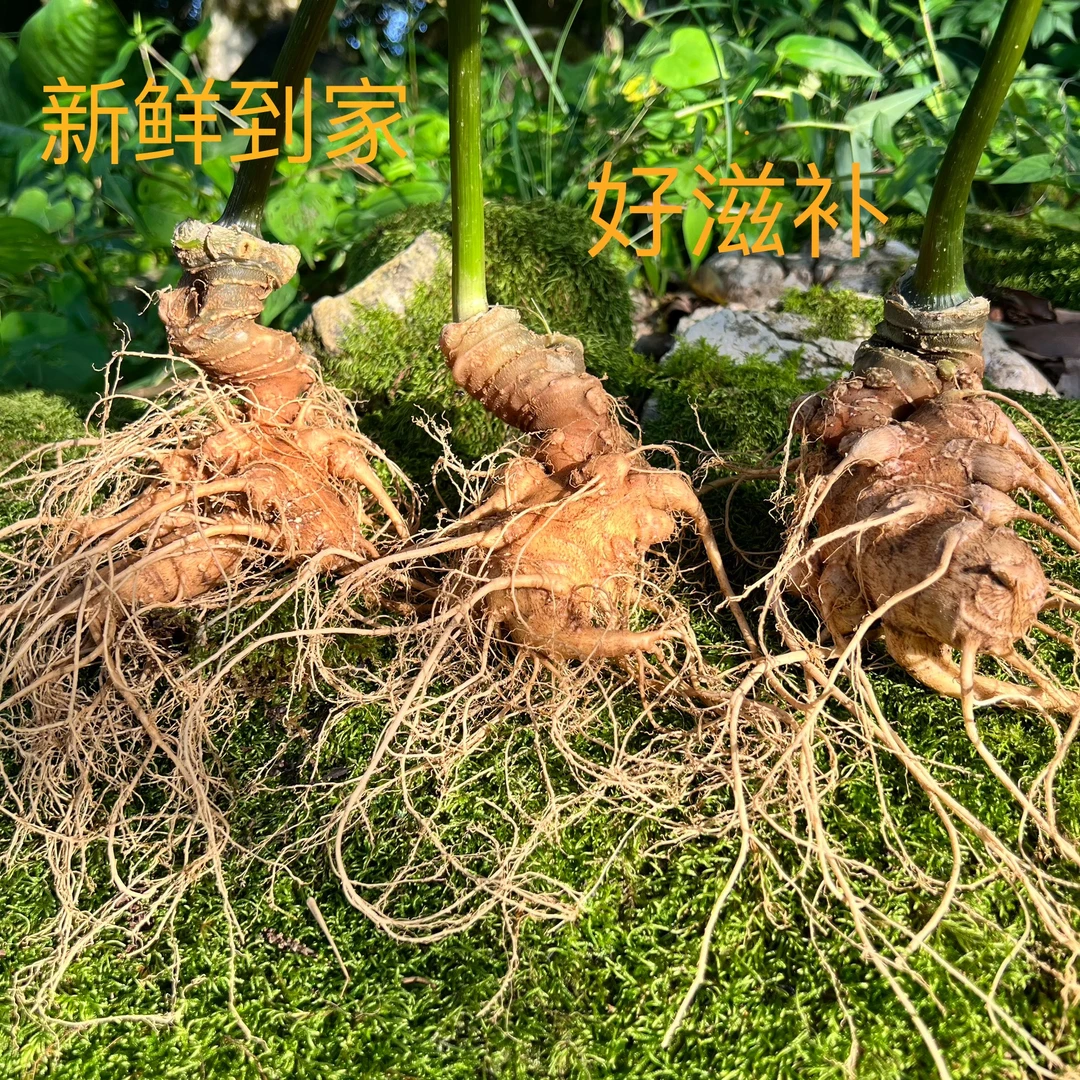 鲜人参黑人参泡酒送礼 棵100克/棵4棵包邮下两单送2棵新鲜