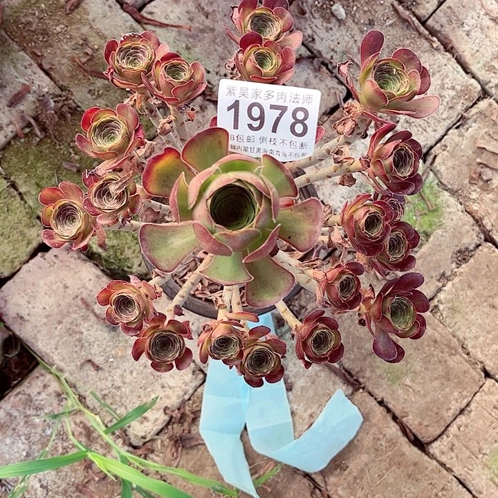 12棚法师000001978
