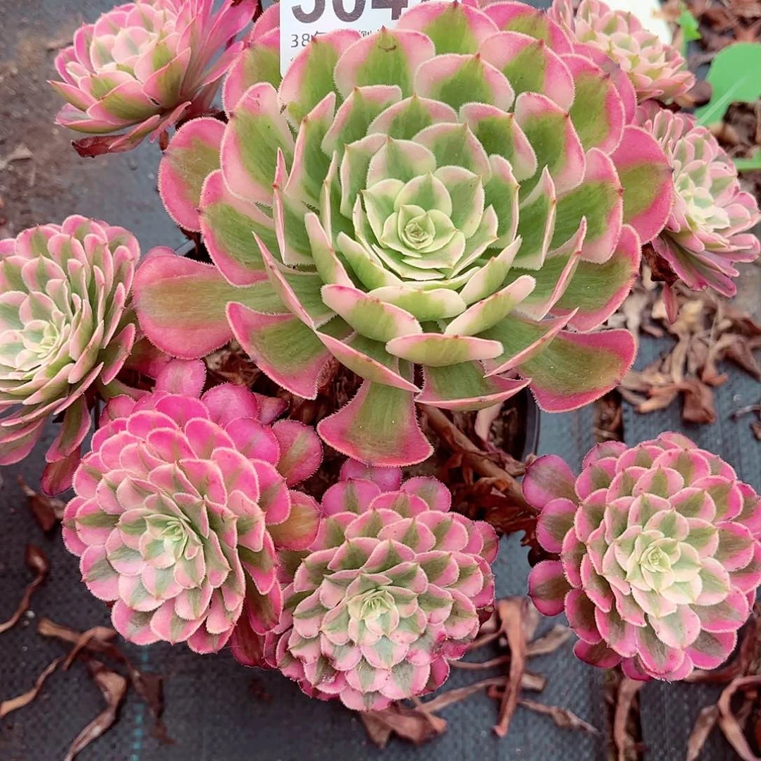 柳**明1棚法师000000003047