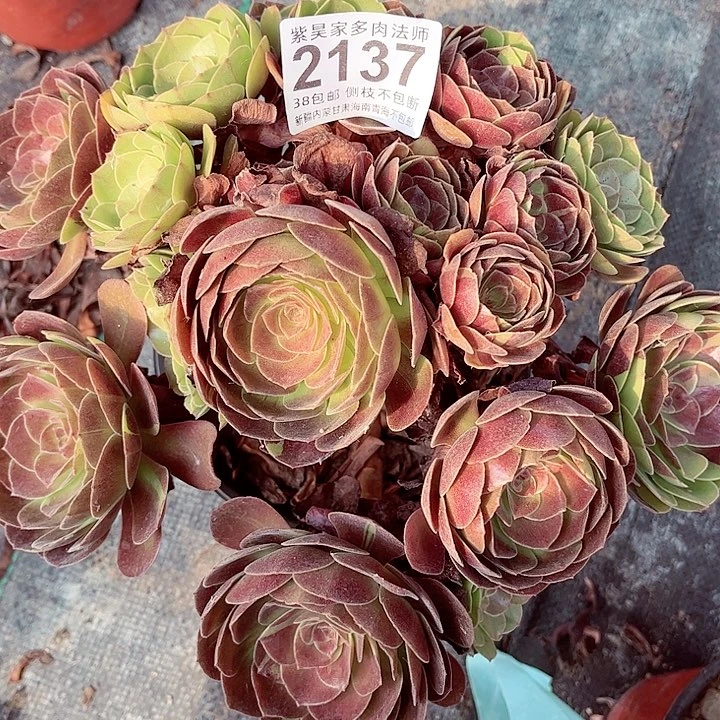 霞***享1棚法师00000002137