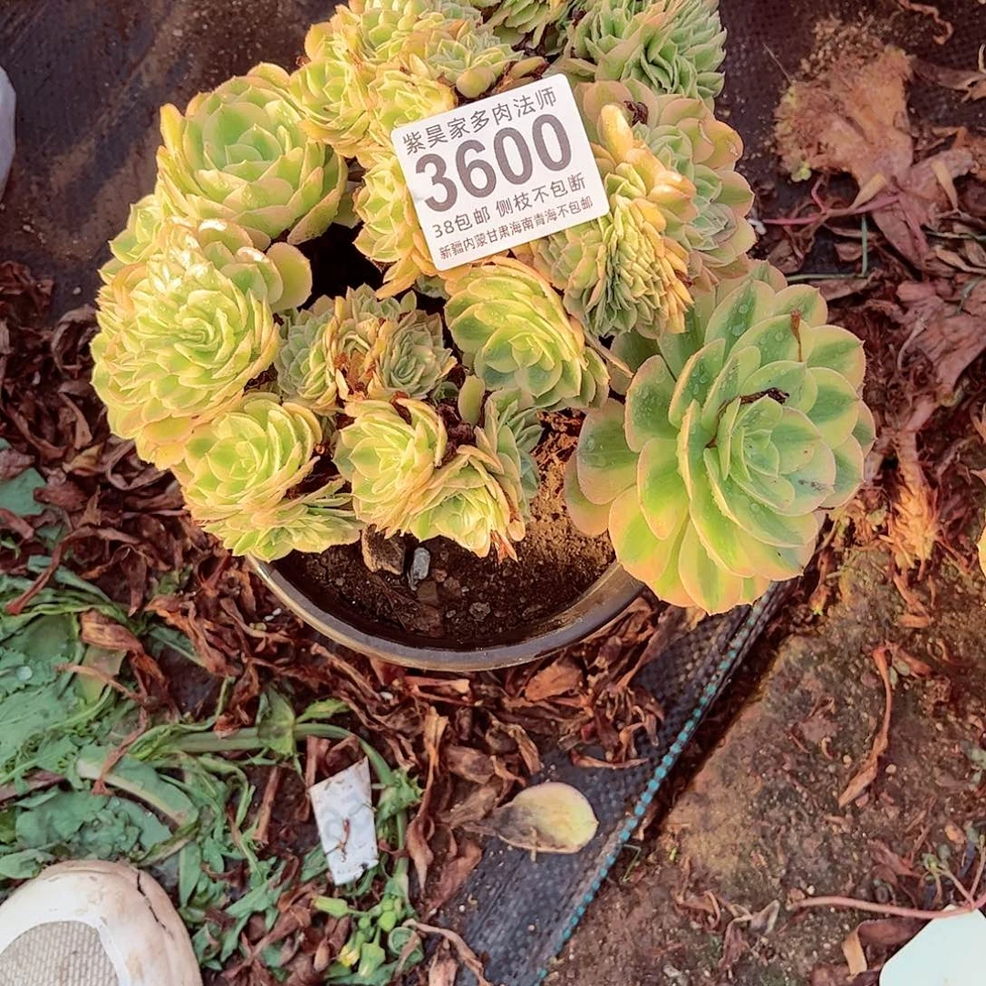 1棚法师0000003600