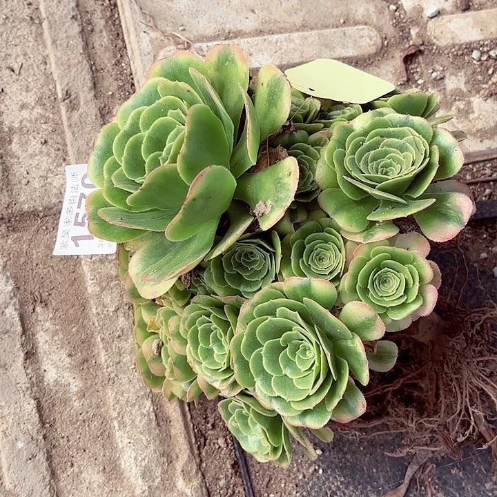 1棚法师00000001570