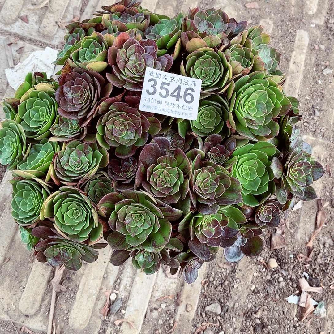 1棚法师000000003546