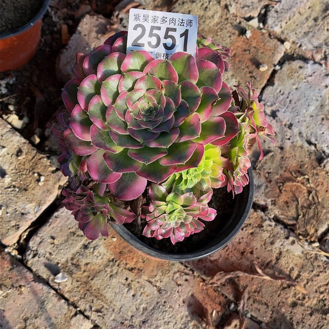 1棚法师00000002551