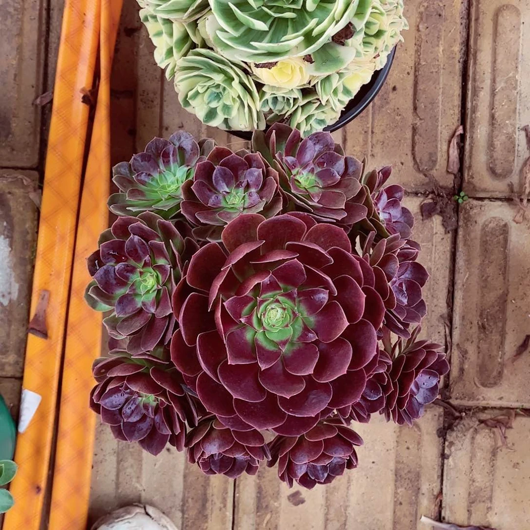 唐*1棚法师0000000133