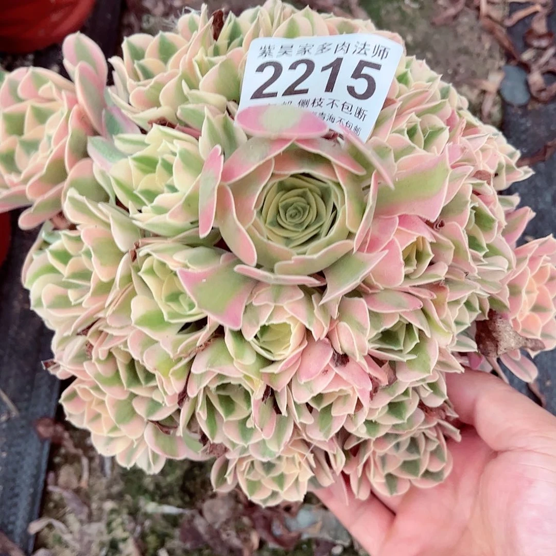 1棚法师0080002215