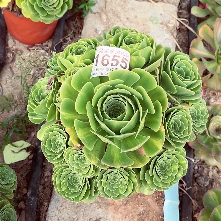 敏*?1棚法师0000001655