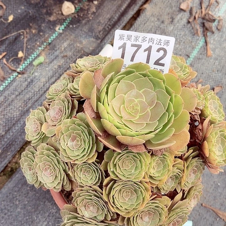 1棚法师0000001712